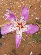 Image of Ceiba pubiflora (A. St.-Hil.) Schum.