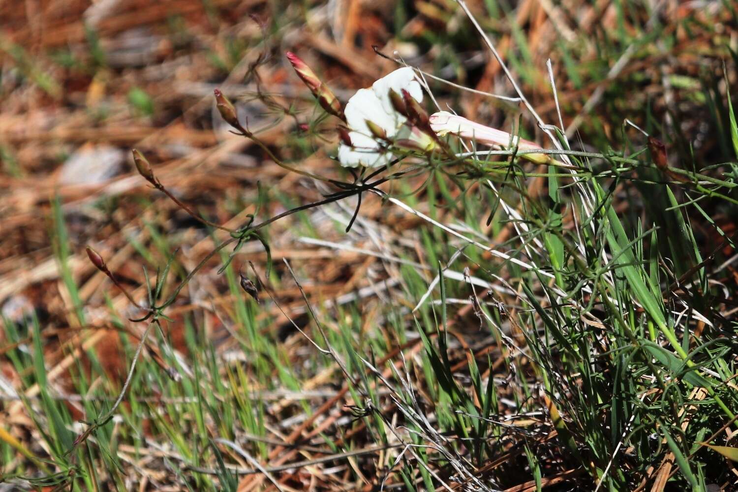 Image of Stebbins' false bindweed