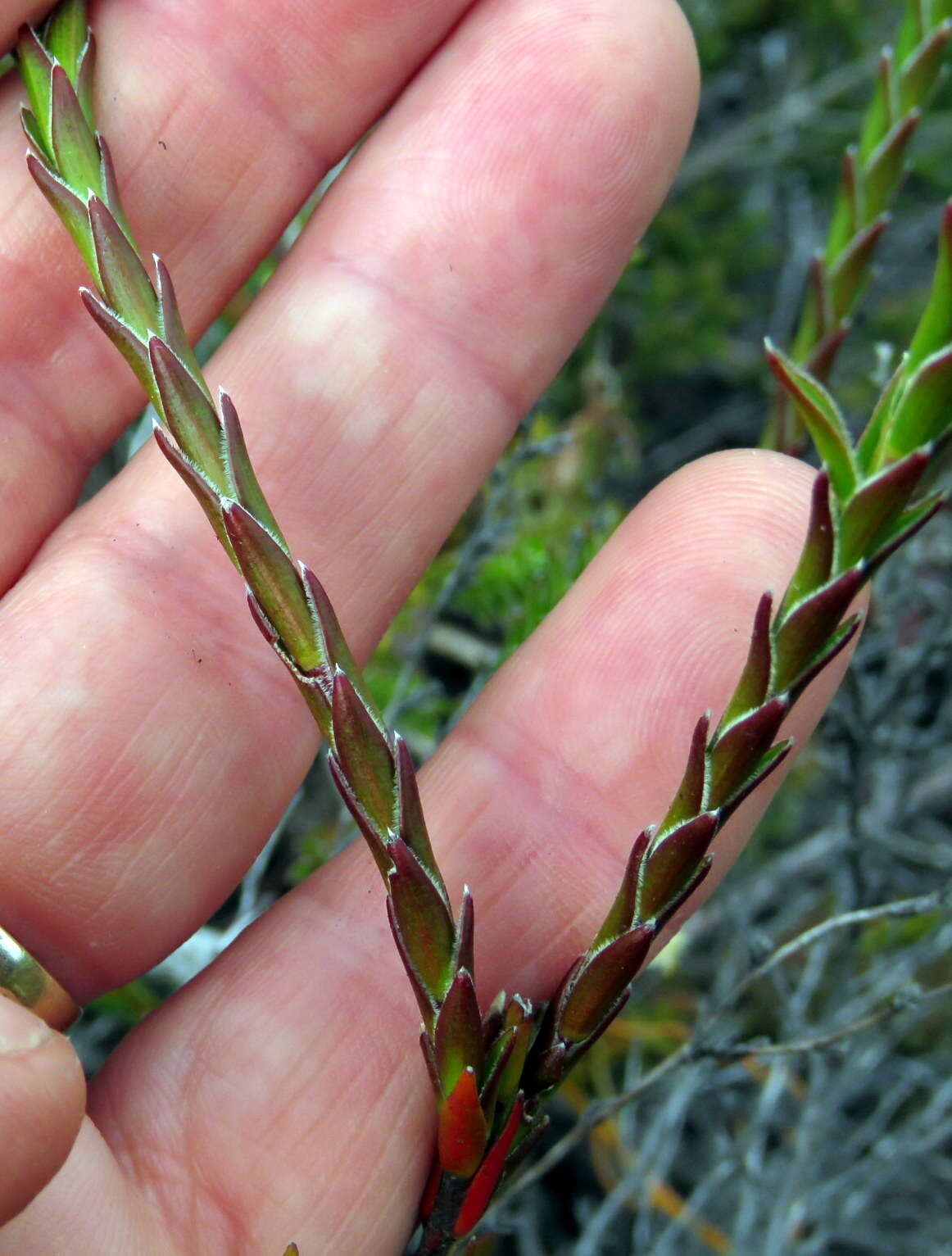 Image of Struthiola ciliata (L.) Lam.