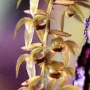 صورة Dendrochilum longifolium Rchb. fil.