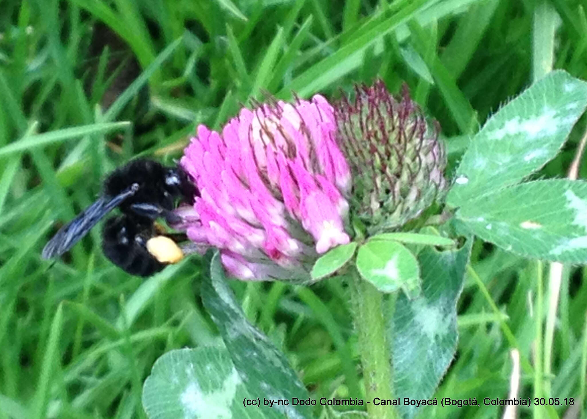 Image of Bombus pauloensis Friese 1912