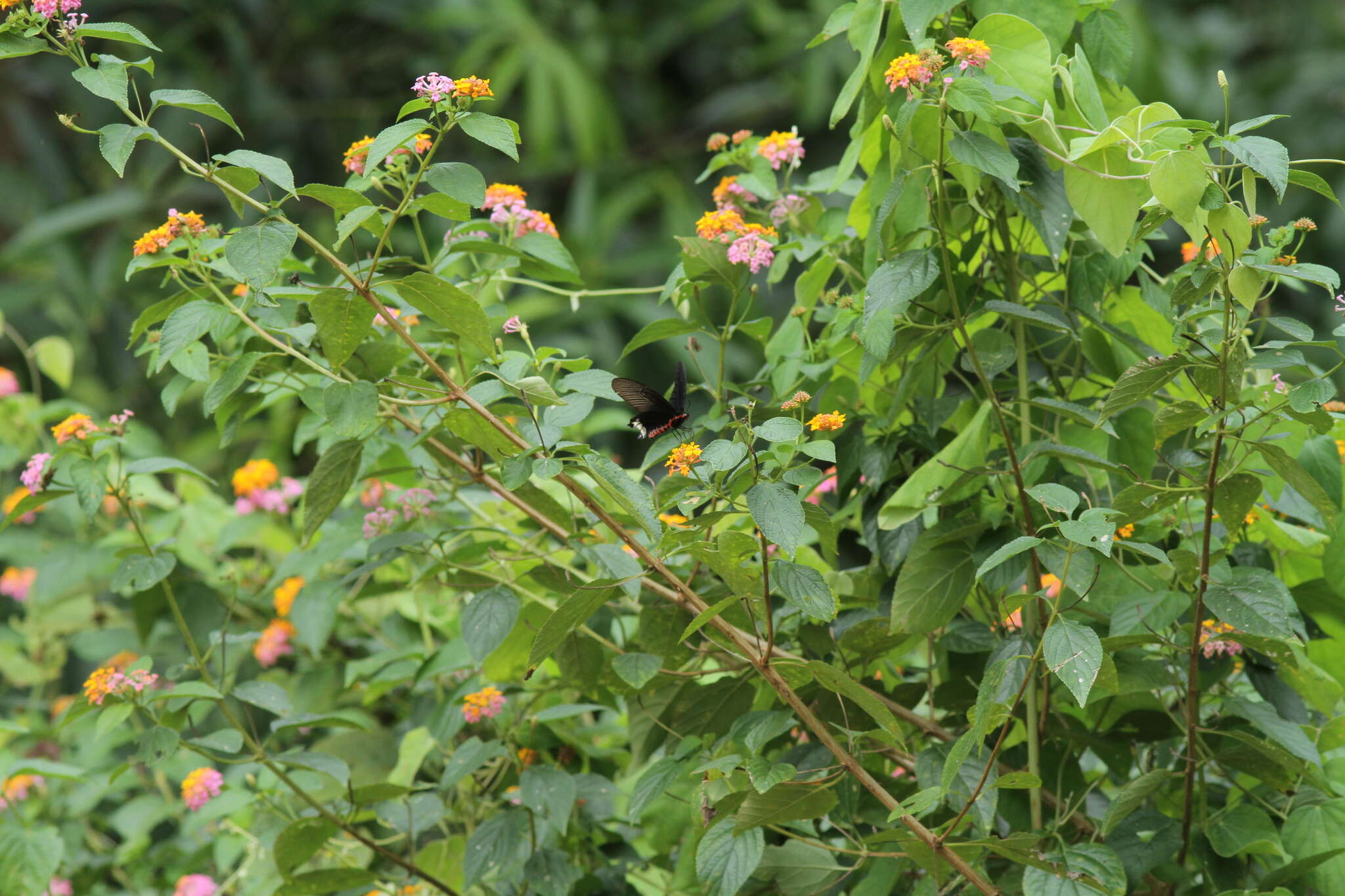 Image of Atrophaneura zaleucus (Hewitson 1865)