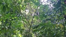 Image of Greater Racket-tailed Drongo