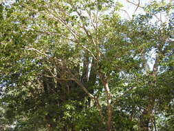 Image of Piranhea mexicana (Standl.) Radcl.-Sm.