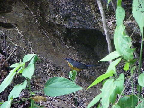 Image of Fan-tailed Warbler