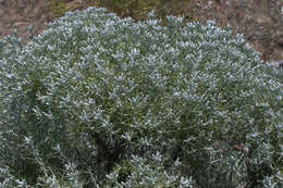 Image of striped cottonthorn