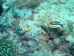 Image de Chromodoris magnifica (Quoy & Gaimard 1832)