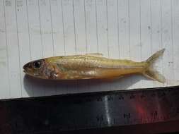 Image of trout-perches