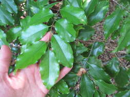 Imagem de Prunus myrtifolia (L.) Urban