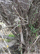 Image of Olearia odorata Petrie