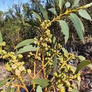 Image of yellow-top mallee-ash