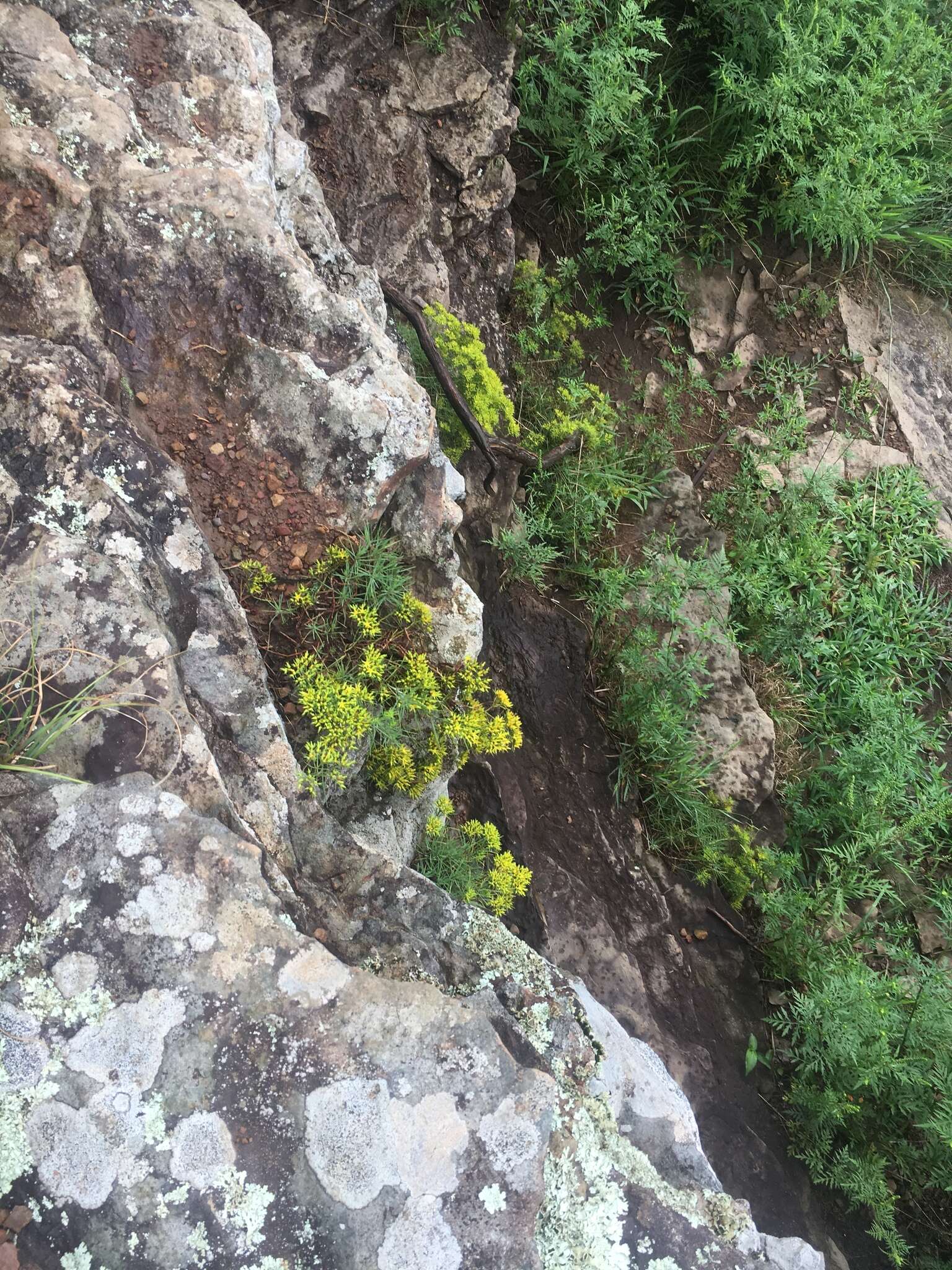 Image of yellow nailwort