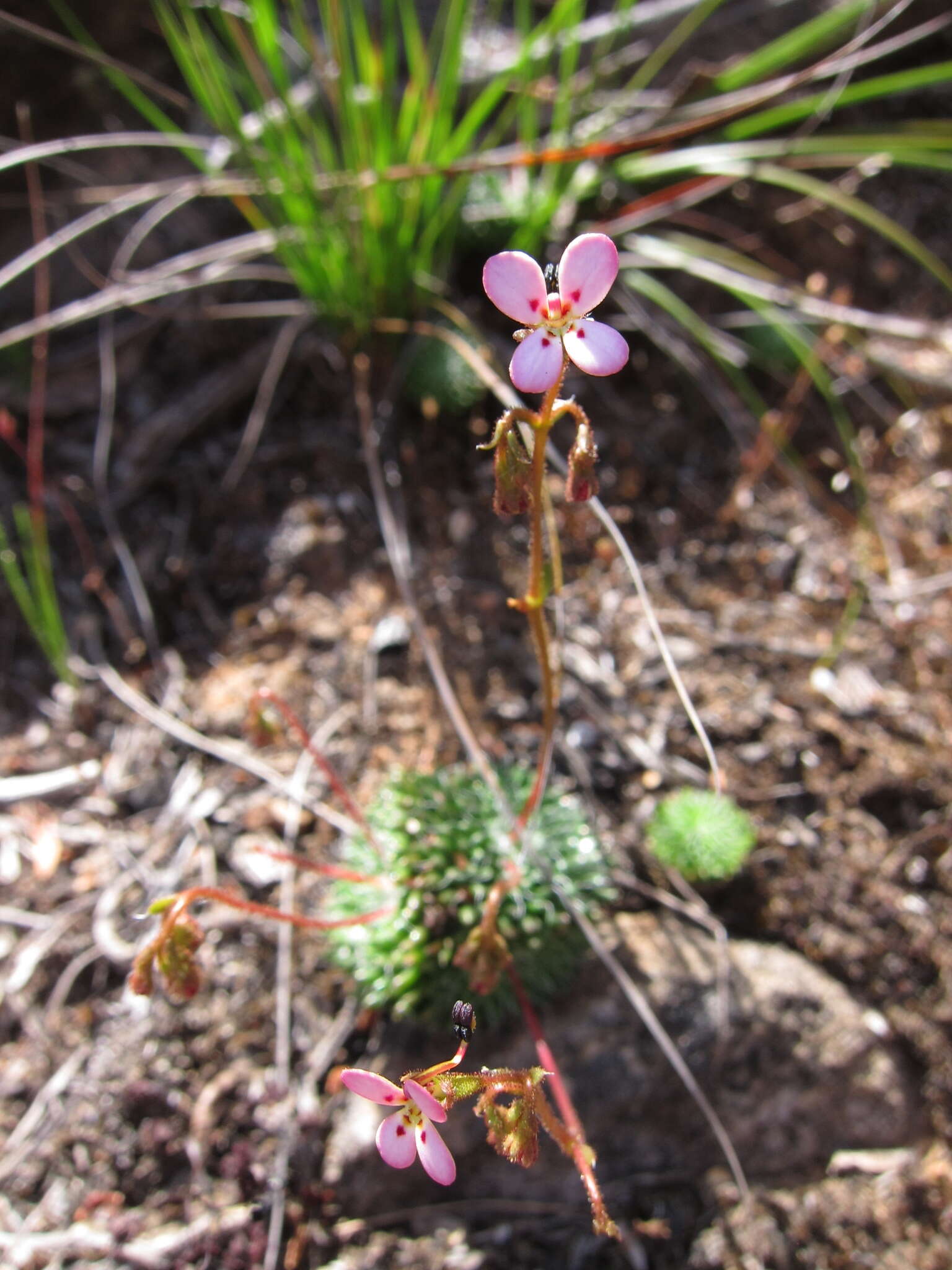 Image of Stylidium soboliferum F. Müll.