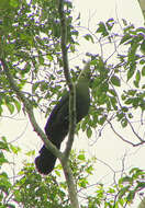 Image of Livingstone's Turaco