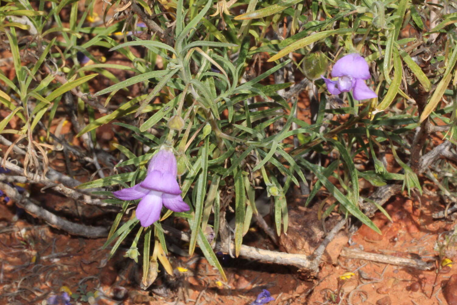 Imagem de Eremophila gilesii F Muell.