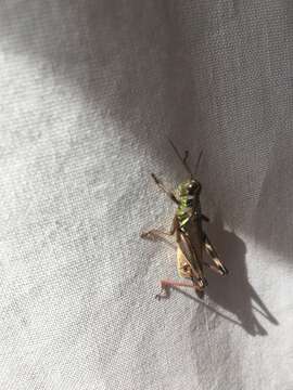 Image of Red-legged Grasshopper