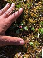Image of Alaska saxifrage