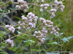 Ageratina deltoidea (Jacq.) R. King & H. Rob.的圖片