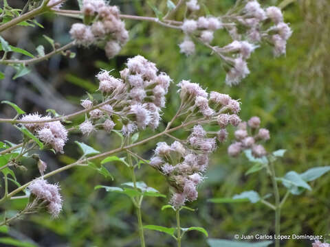 Image of Ageratina deltoidea (Jacq.) R. King & H. Rob.