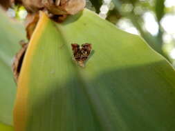 Image of Choreutis sexfasciella Sauber 1902