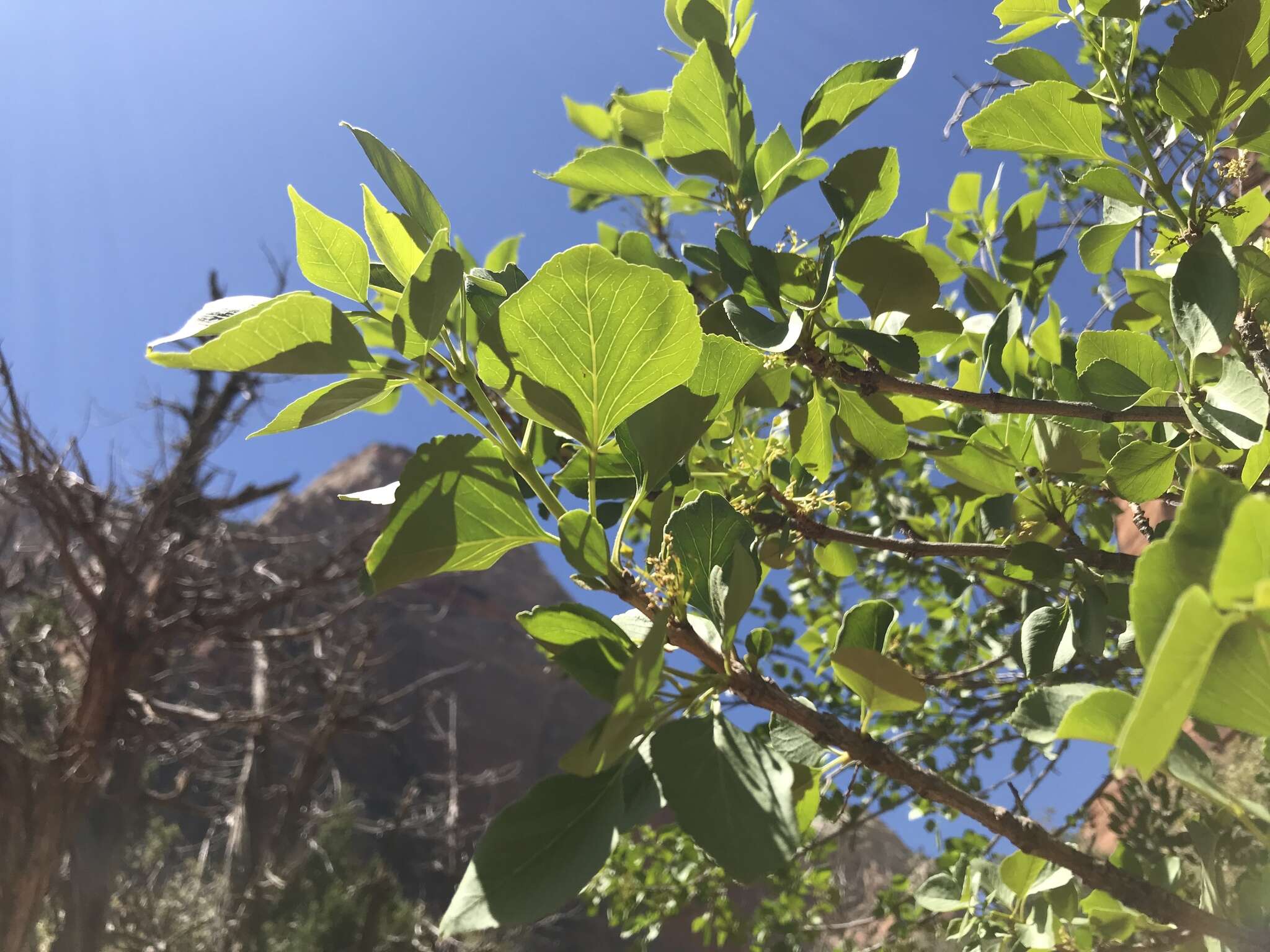 Image of single-leaf ash