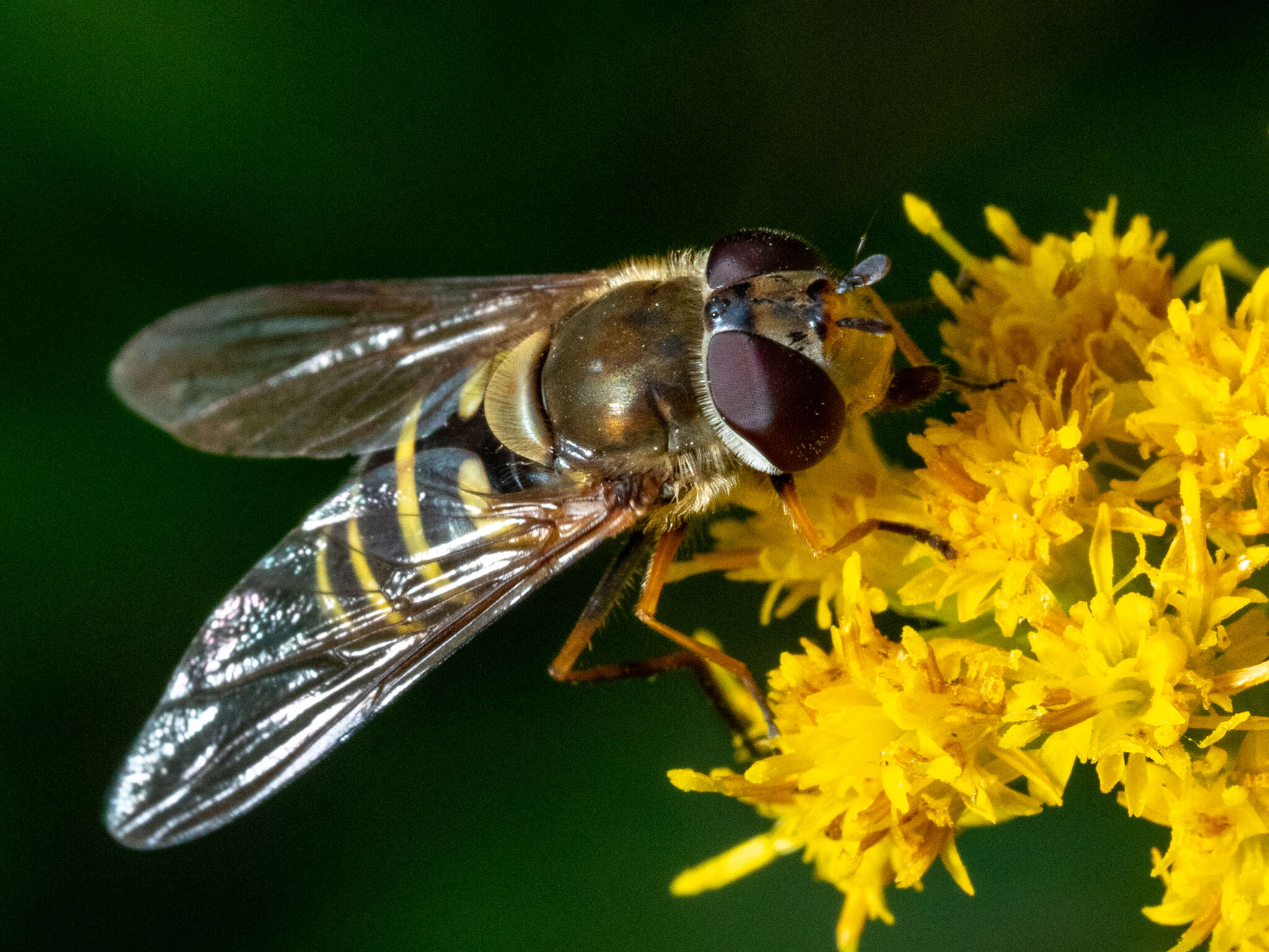 Image de Syrphus torvus Osten Sacken 1875