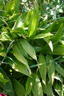 Image of Fringed False Hellebore