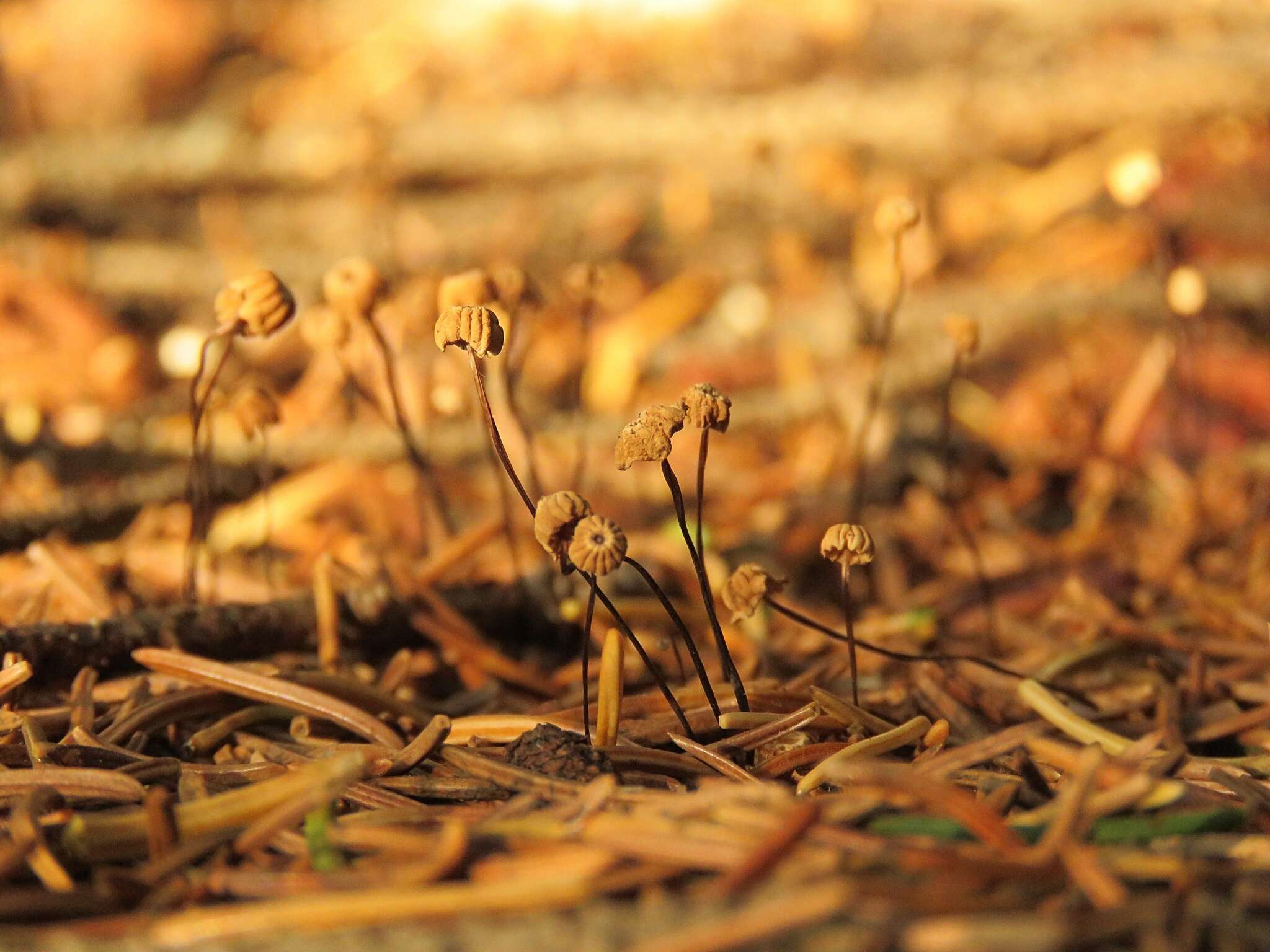 Imagem de Marasmius wettsteinii Sacc. & P. Syd. 1899