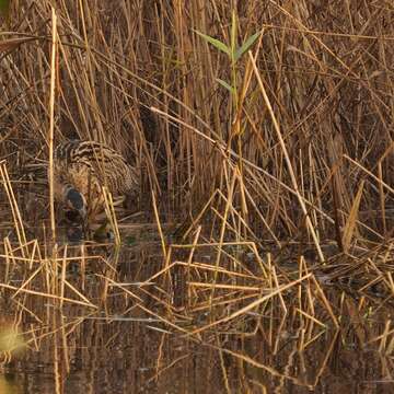 Image of great bittern, bittern