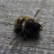 Image of Hornfaced Bee