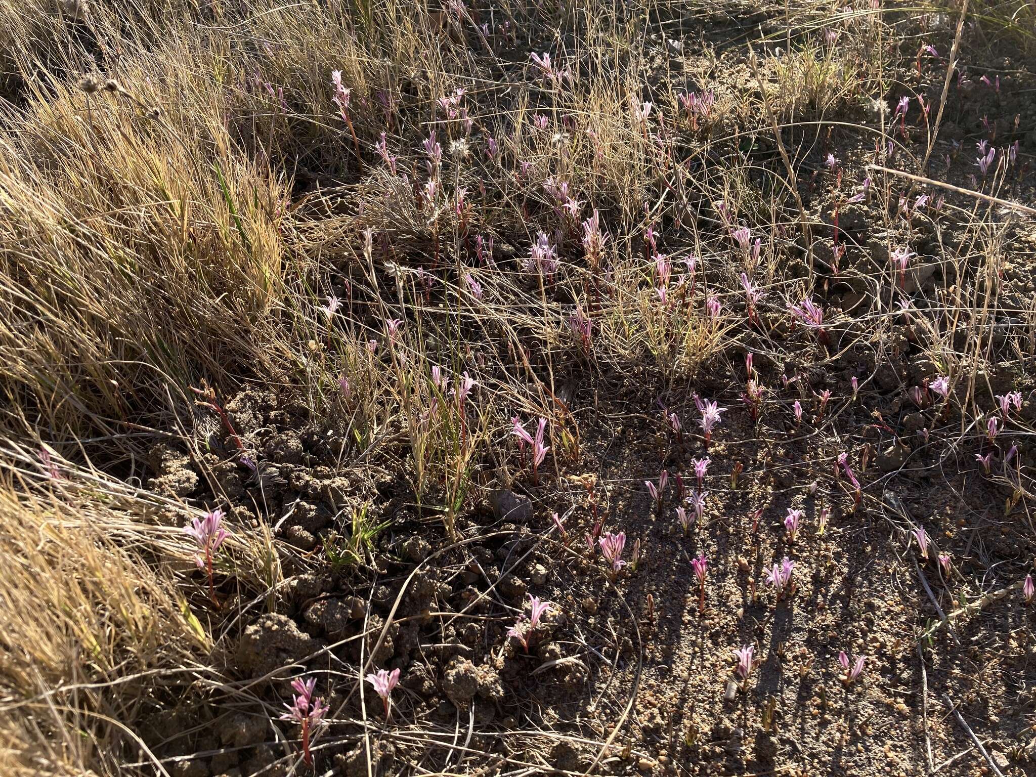 Image of Lachenalia corymbosa (L.) J. C. Manning & Goldblatt