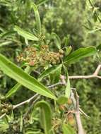 Image of Searsia gueinzii (Sond.) F. A. Barkley