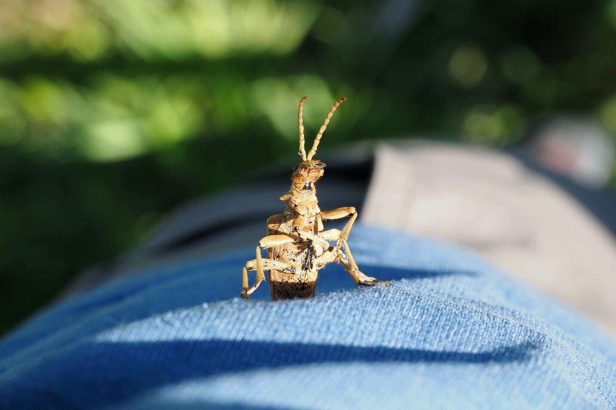 Image of Rhagium (Megarhagium) sycophanta (Schrank 1781)