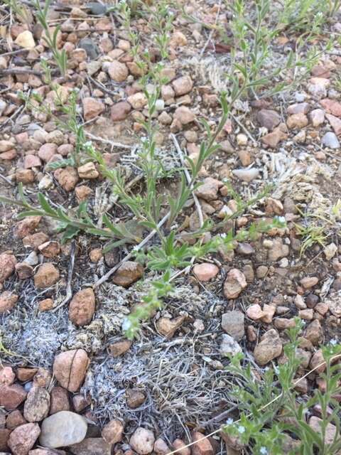 Plancia ëd Cryptantha crassisepala (Torr. & Gray) Greene