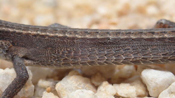 Image of Asian Grass Lizard