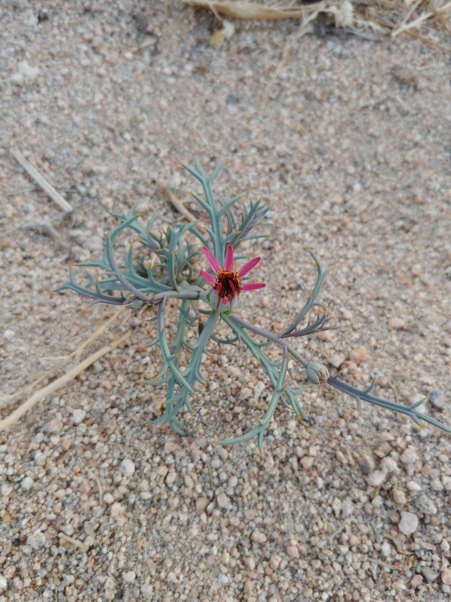 Image of Mojave hole-in-the-sand plant