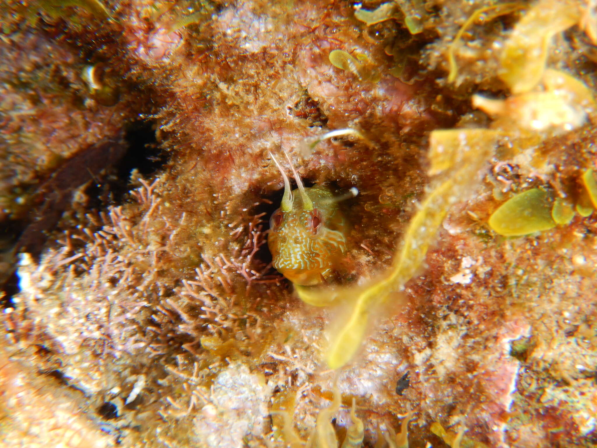 Image of Mystery blenny