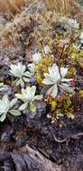 Image of white mountain daisy