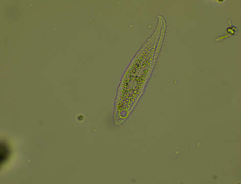 Image of Loxophyllum helus