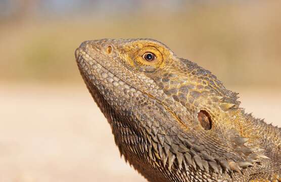 Image of Central bearded dragon