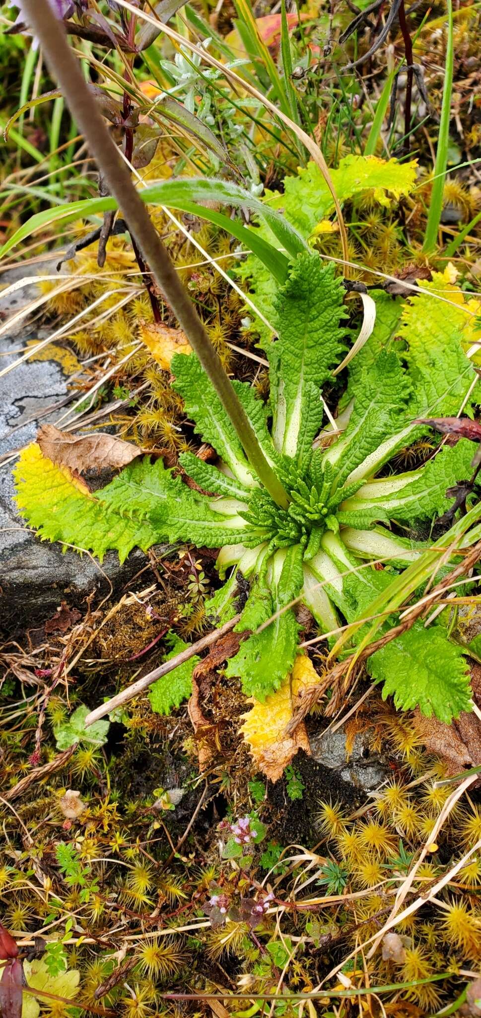 Primula glomerata Pax resmi