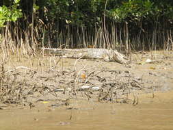 Image of Estuarine Crocodile