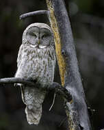 Image of Great Gray Owl