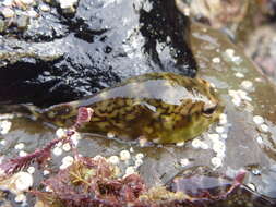 Image of Orange clingfish