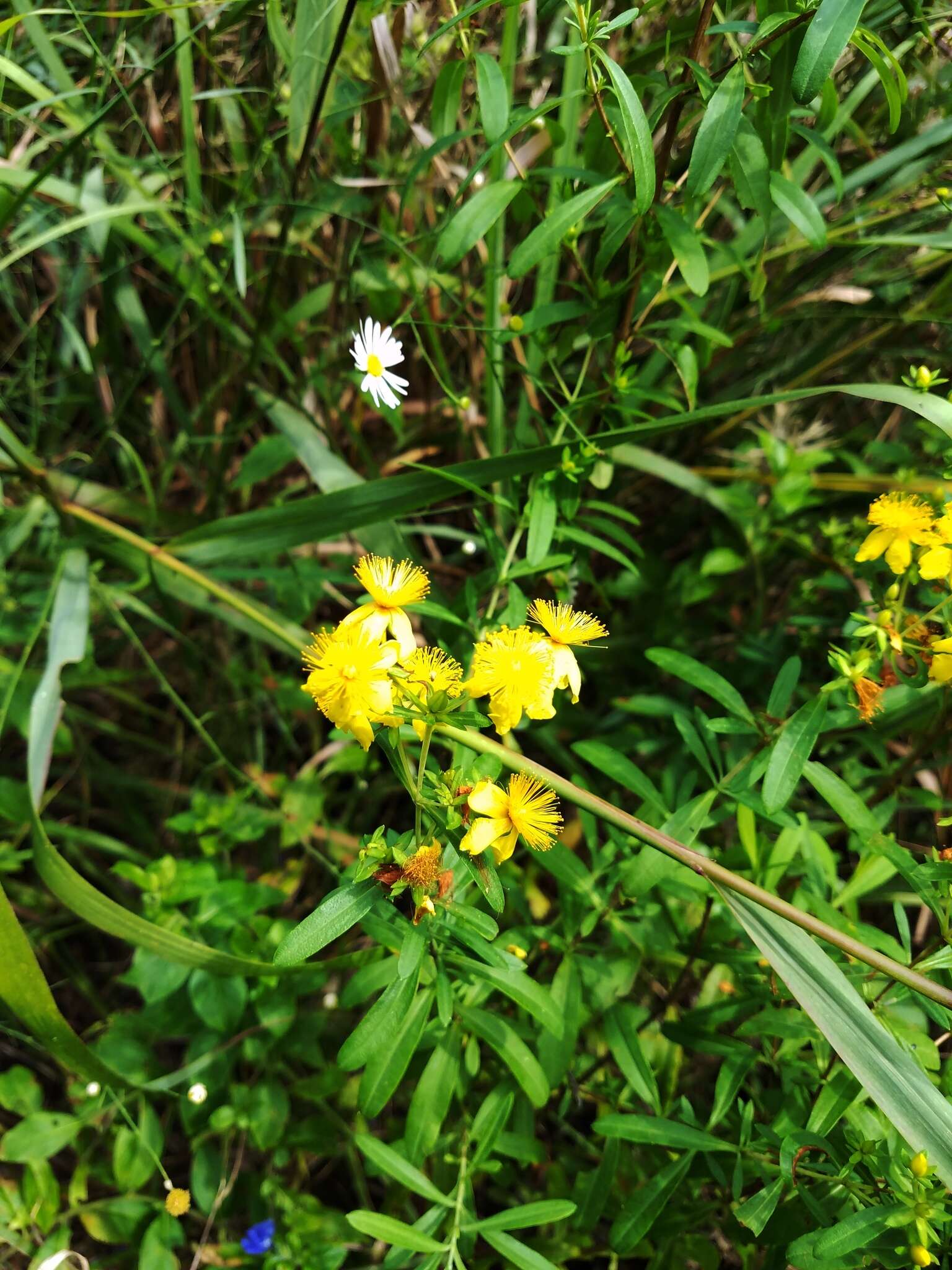 صورة Hypericum lobocarpum Gattinger