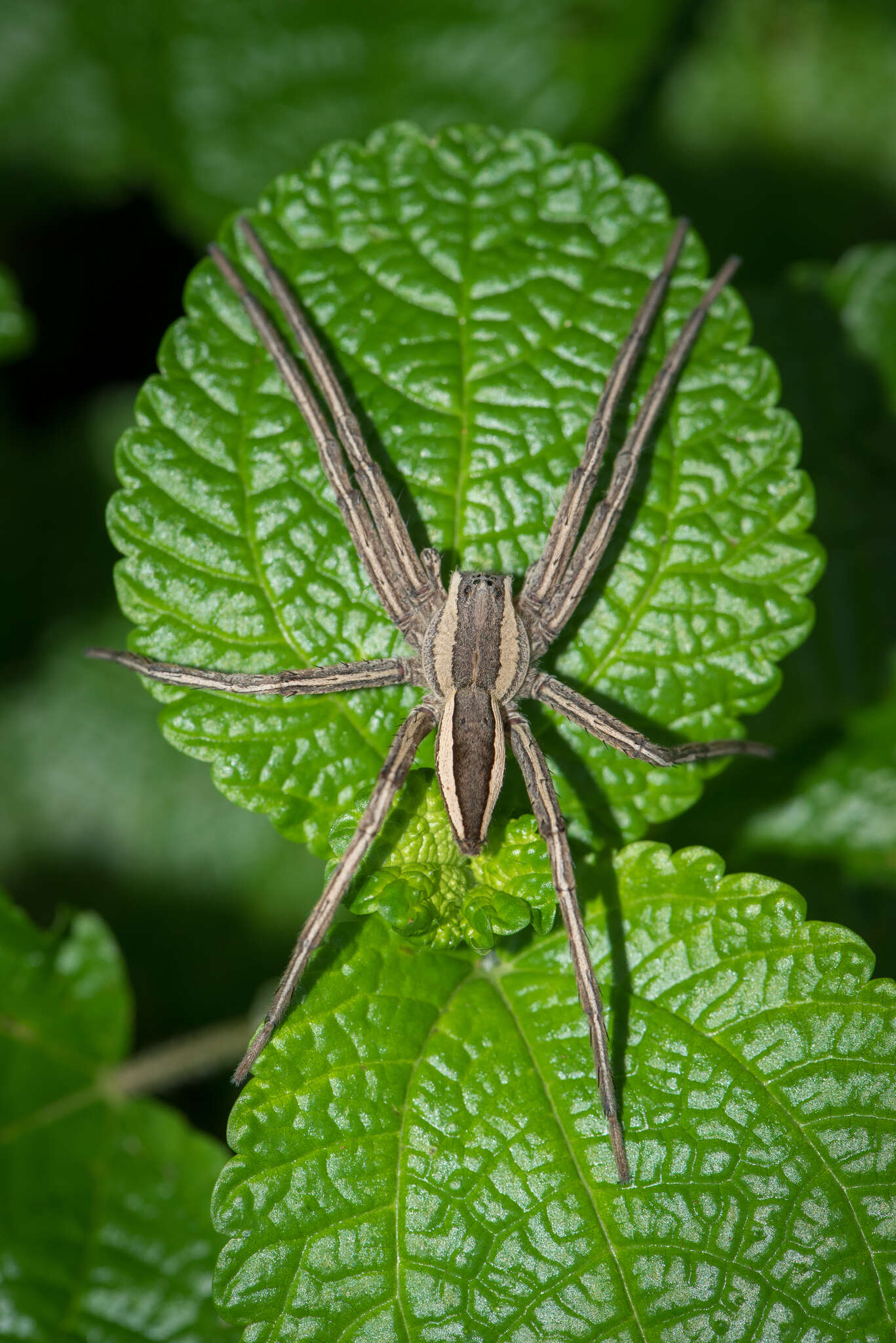 صورة Dolomedes sulfureus L. Koch 1878