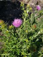 Image of Cirsium rhaphilepis (Hemsl.) Petr.