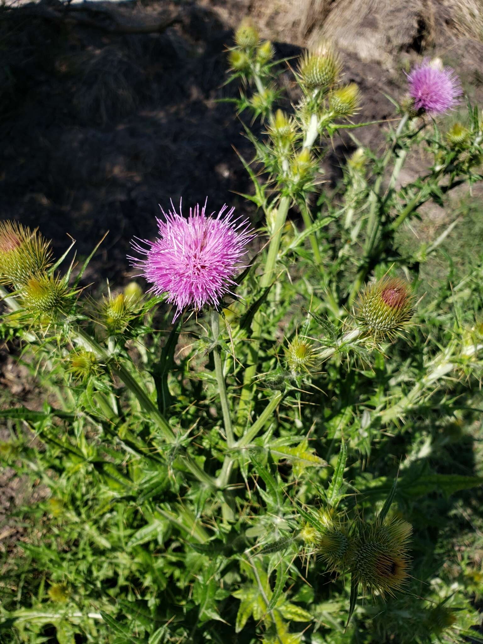 Image of Cirsium rhaphilepis (Hemsl.) Petr.