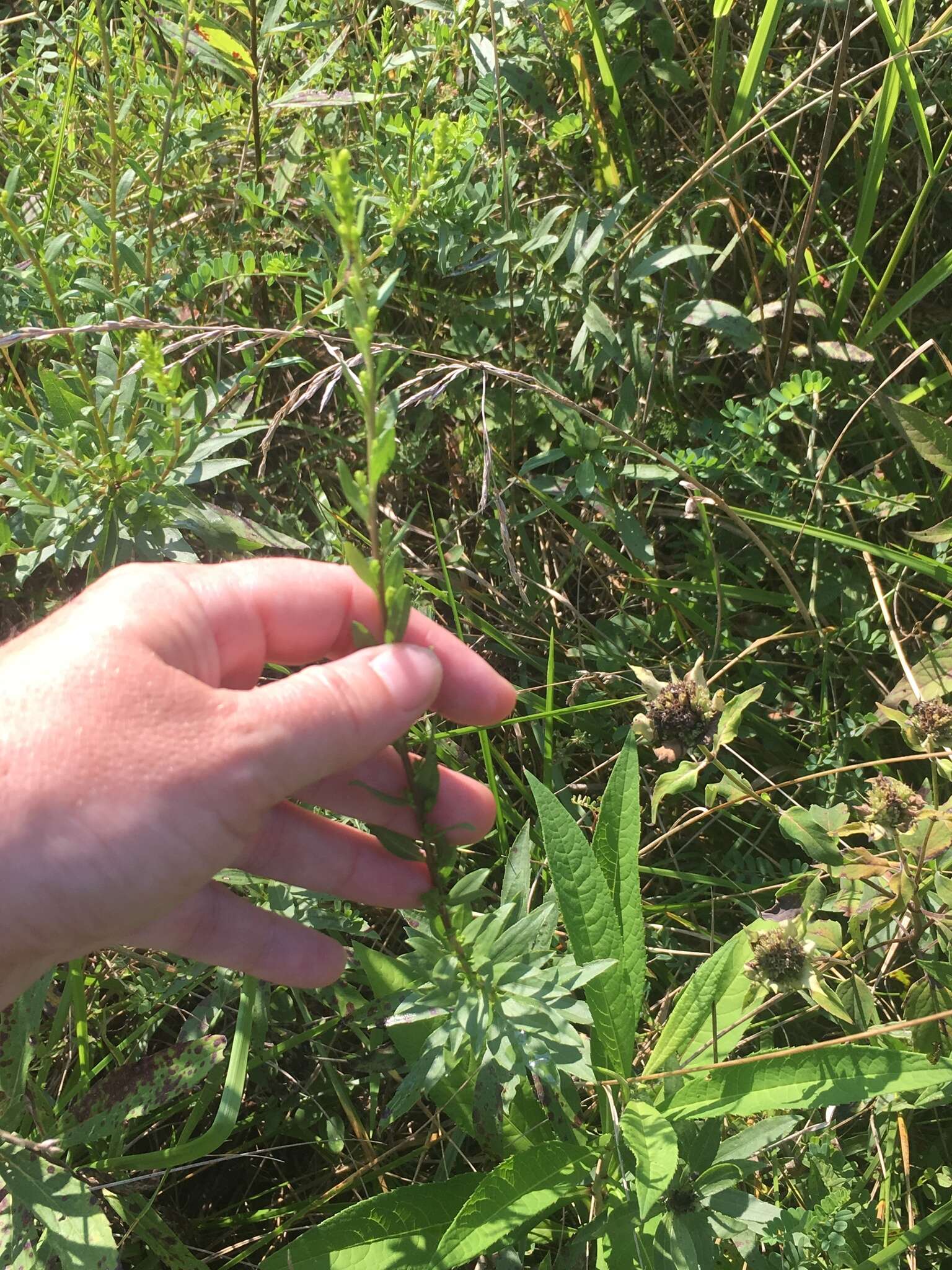 Image of Short's goldenrod