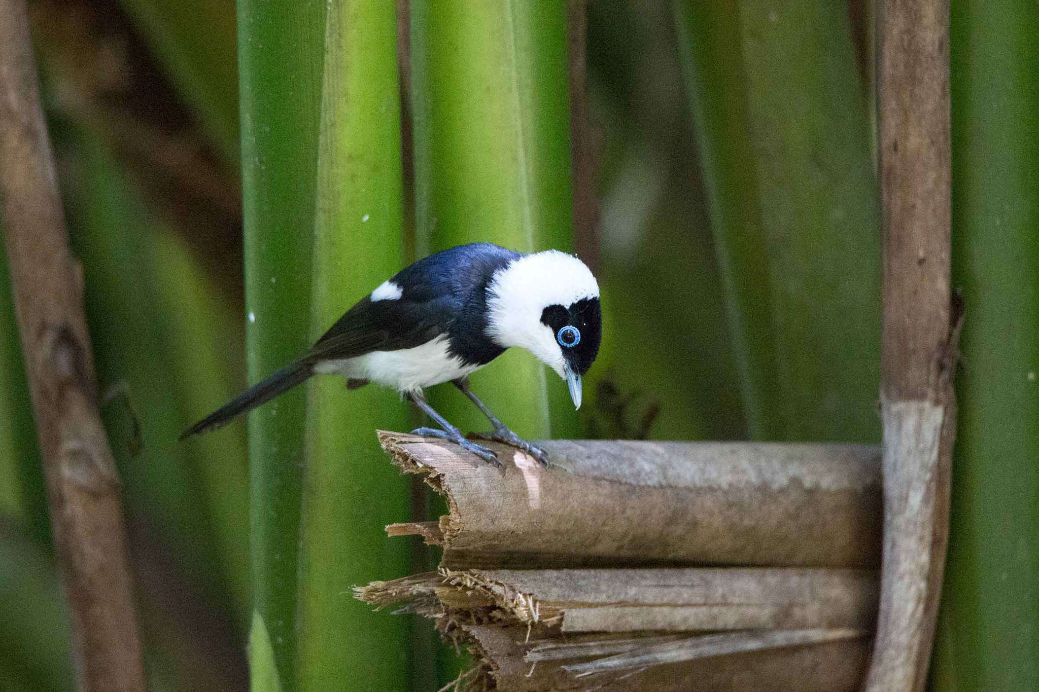 Image of Pied Monarch